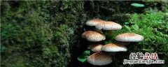 食用菌种类 食用菌种类名称及图片