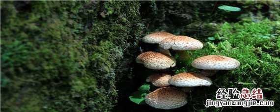 食用菌种类 食用菌种类名称及图片