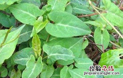 何首乌的繁殖方法 何首乌的繁殖方法有