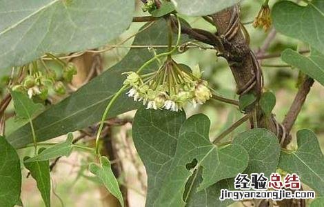 何首乌的繁殖方法 何首乌的繁殖方法有