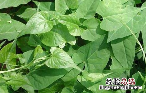 何首乌的繁殖方法 何首乌的繁殖方法有