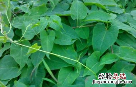 何首乌的产地分布图片 何首乌的产地分布