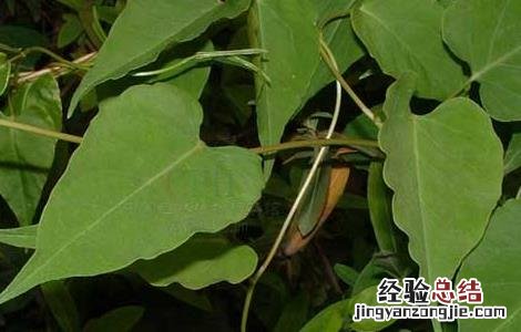 何首乌的产地分布图片 何首乌的产地分布