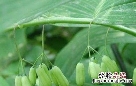 玉竹的种植前景和经济效益如何 玉竹的种植前景