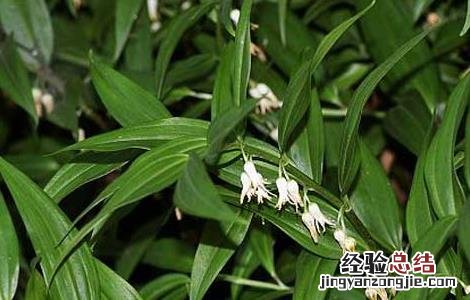 玉竹的种植前景和经济效益如何 玉竹的种植前景