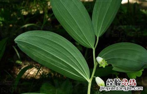 玉竹的繁殖方法以( 繁殖为主 玉竹的繁殖方法