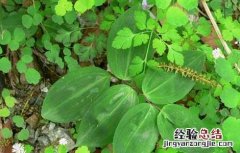 玉竹的繁殖方法以( 繁殖为主 玉竹的繁殖方法