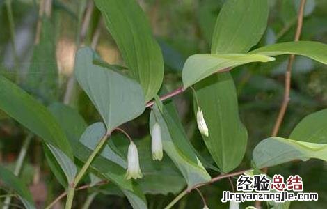 玉竹的繁殖方法以( 繁殖为主 玉竹的繁殖方法