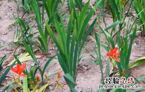 射干的种植前景 射干的种植前景和价格