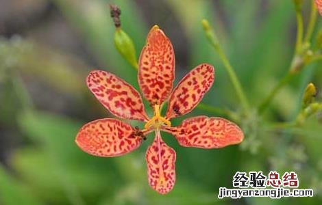 射干的养殖方法和注意事项 射干的繁殖方法