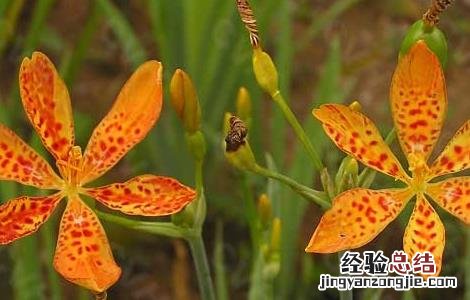 射干的养殖方法和注意事项 射干的繁殖方法