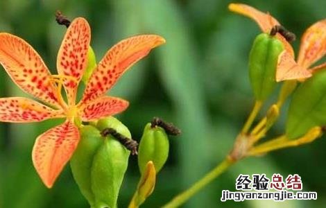射干的养殖方法和注意事项 射干的繁殖方法