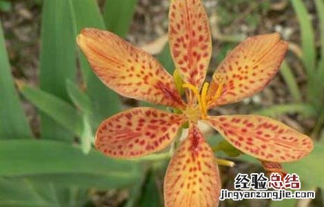 射干的养殖方法和注意事项 射干的繁殖方法