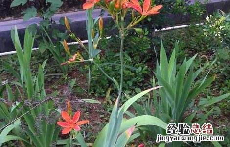 射干种子如何催芽 射干种子播种方法