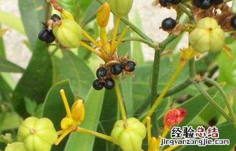 射干种子如何催芽 射干种子播种方法
