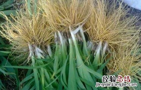 射干种子如何催芽 射干种子播种方法