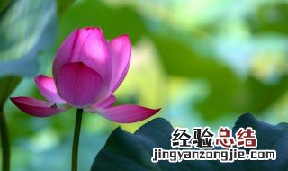 减肥荷叶茶的配方是什么 减肥荷叶茶的配方介绍