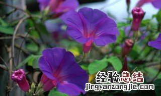 把牵牛花开放说成是 牵牛花开花了换一个说法更深动