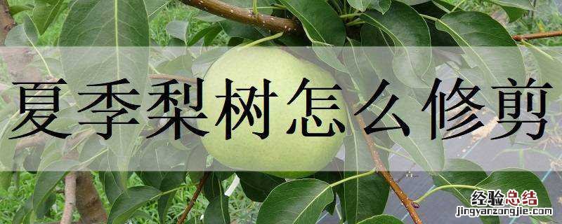 夏季梨树怎么修剪造型 夏季梨树怎么修剪