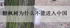 枫糖浆为什么不能进入中国 糖枫树为什么不能进入中国