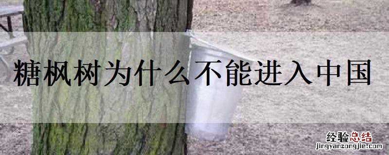 枫糖浆为什么不能进入中国 糖枫树为什么不能进入中国