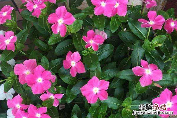 长春花有多少个品种，不同品种长春花图片欣赏
