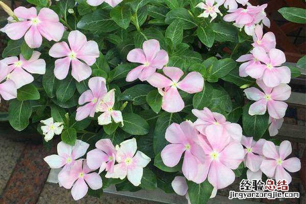 长春花有多少个品种，不同品种长春花图片欣赏