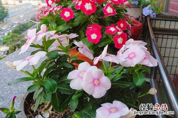 长春花有多少个品种，不同品种长春花图片欣赏