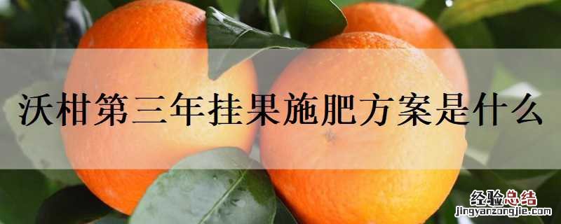 挂果沃柑全年施肥方案 沃柑第三年挂果施肥方案是什么
