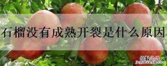 石榴没成熟就开裂是怎么回事 石榴没有成熟开裂是什么原因