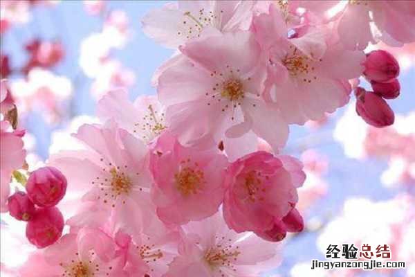 梅花打顶摘心在什么时候，方法有哪些