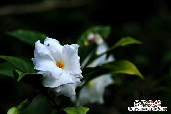 狗牙花像狗牙吗，唯美狗牙花图片欣赏