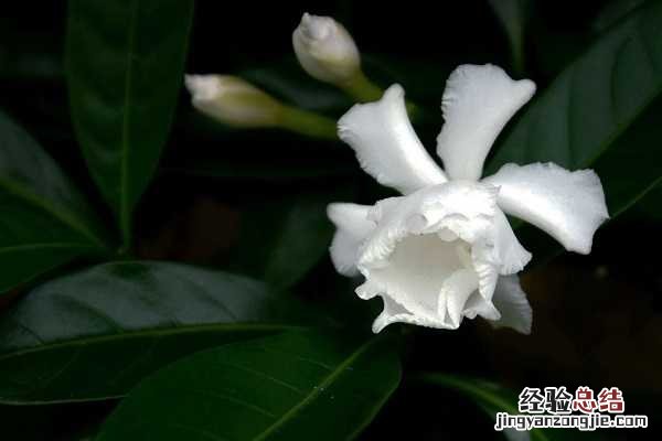 狗牙花像狗牙吗，唯美狗牙花图片欣赏