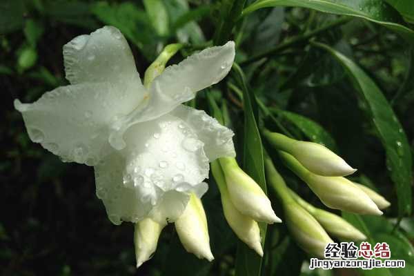 狗牙花像狗牙吗，唯美狗牙花图片欣赏