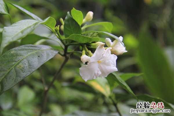 狗牙花像狗牙吗，唯美狗牙花图片欣赏