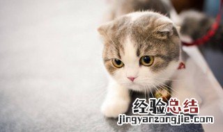 折耳猫为什么不能养 折耳猫为什么不能养一定会发病吗