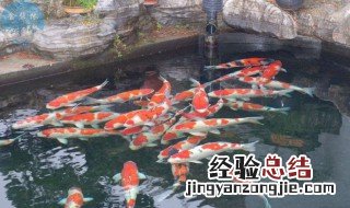 如何在室外养锦鲤 如何在室外养锦鲤视频