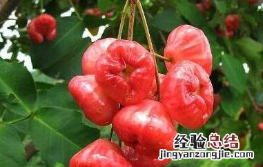 洋蒲桃的功效与作用及药用价值及禁忌 洋蒲桃的功效与作用及药用价值
