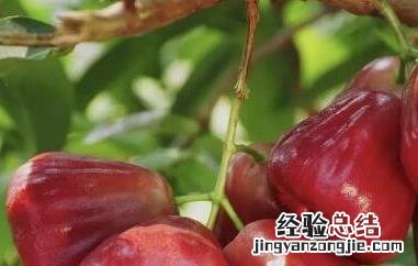 洋蒲桃的功效与作用及药用价值及禁忌 洋蒲桃的功效与作用及药用价值