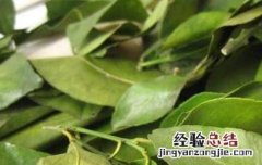 桔子叶的功效与作用及副作用 桔子叶的功效与作用及食用方法