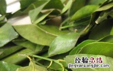 桔子叶的功效与作用及副作用 桔子叶的功效与作用及食用方法