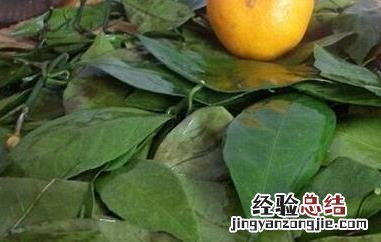 桔子叶的功效与作用及副作用 桔子叶的功效与作用及食用方法