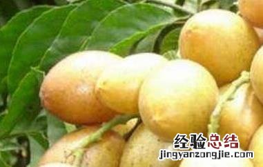 腌黄皮果如何做好吃 腌黄皮果如何做