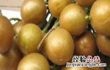 腌黄皮果如何做好吃 腌黄皮果如何做