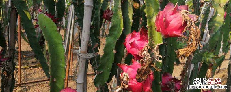 火龙果种植技术与管理 火龙果种植