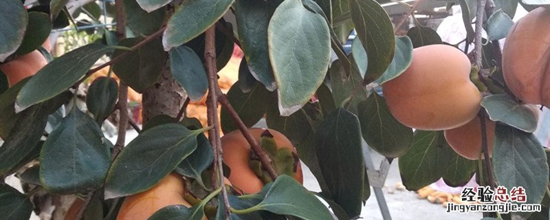 火晶柿子什么季节 火晶柿子几月份成熟