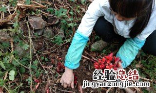 阳荷的营养价值 阳荷的营养价值和功效