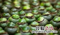 小青柑普洱茶的功效和作用 小青柑柑普洱茶的功效与作用
