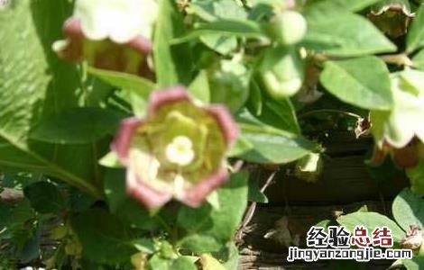 党参种子种植方法 党参种子播种方法