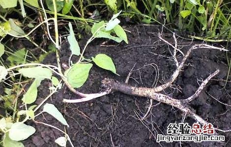 党参种子种植方法 党参种子播种方法